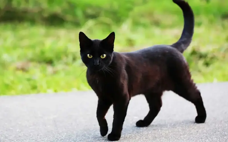 black cat walking on sun
