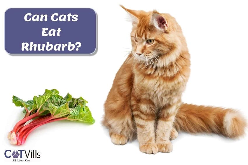 cat and rhubarb