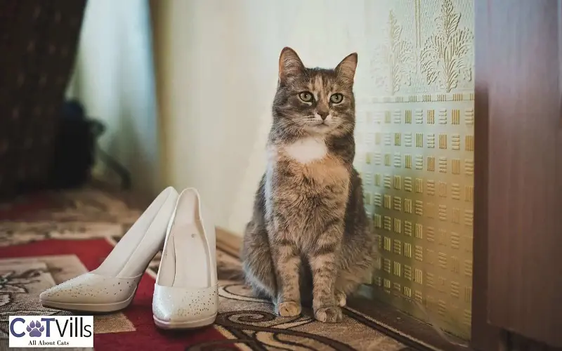 cat beside a high heels shoes
