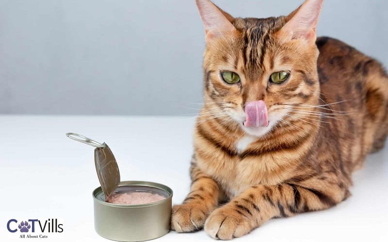 cat beside opened canned tuna