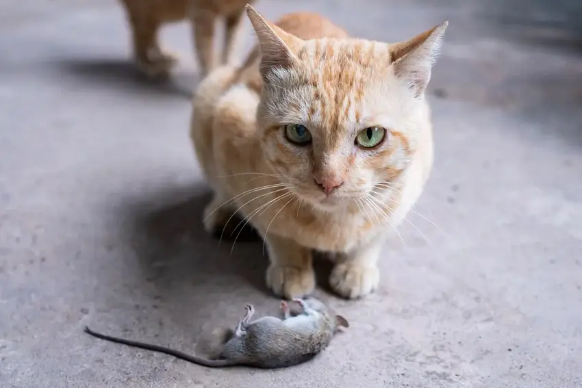 Why Do Cats Bring You Dead Animals? 7 Most Common Reasons