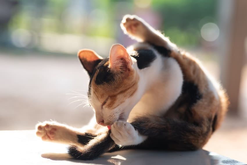 Worms in Cats: How to Protect Your Kitty from Parasites