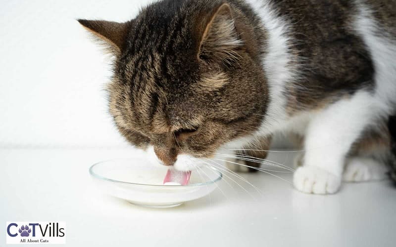 cat drinking milk from bowl