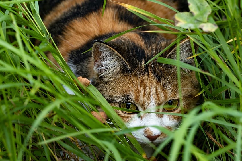 Decoding Weird Cat Behaviors: Inside the Mind of a Cat