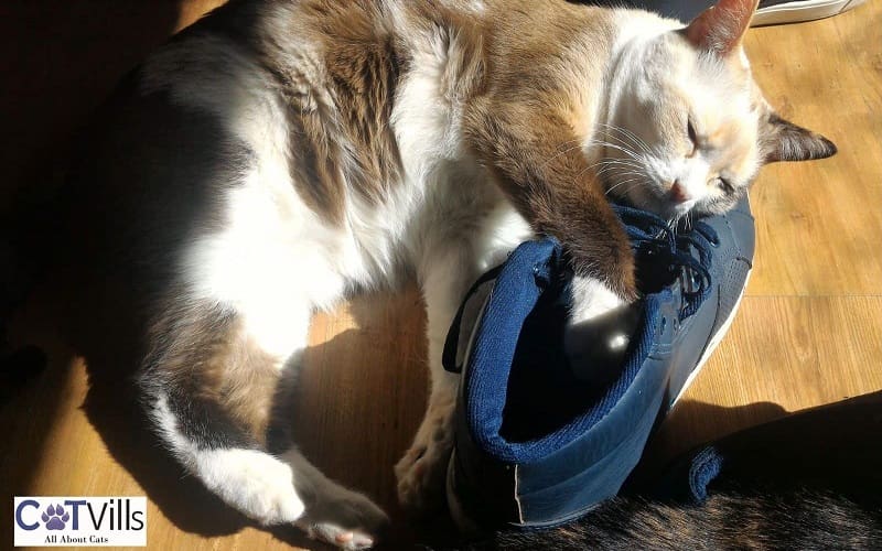 cat sleeping on a shoe