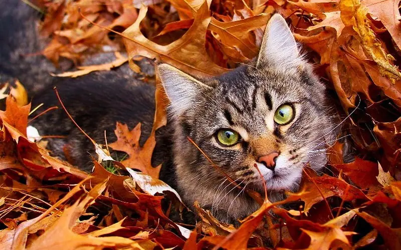 cat covered in leaves