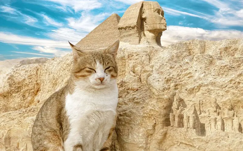 cat next to pyramid