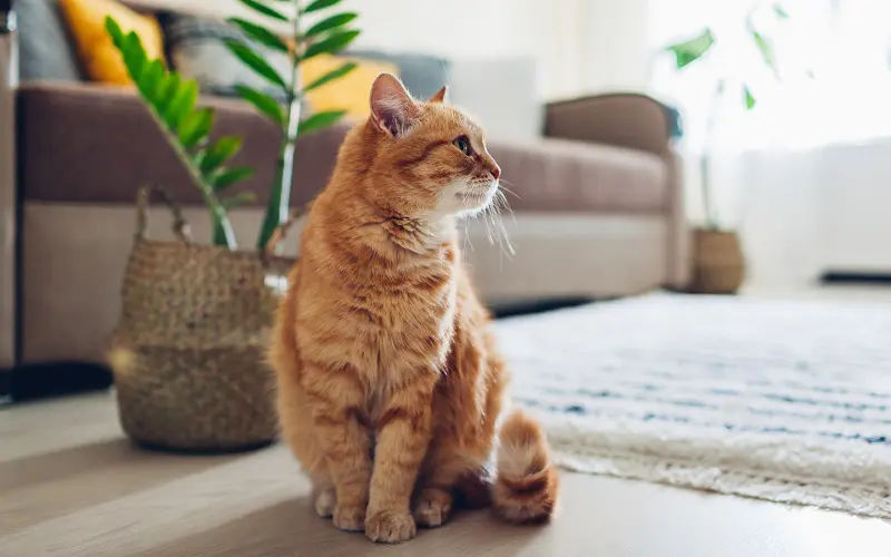 orange cat looking at home