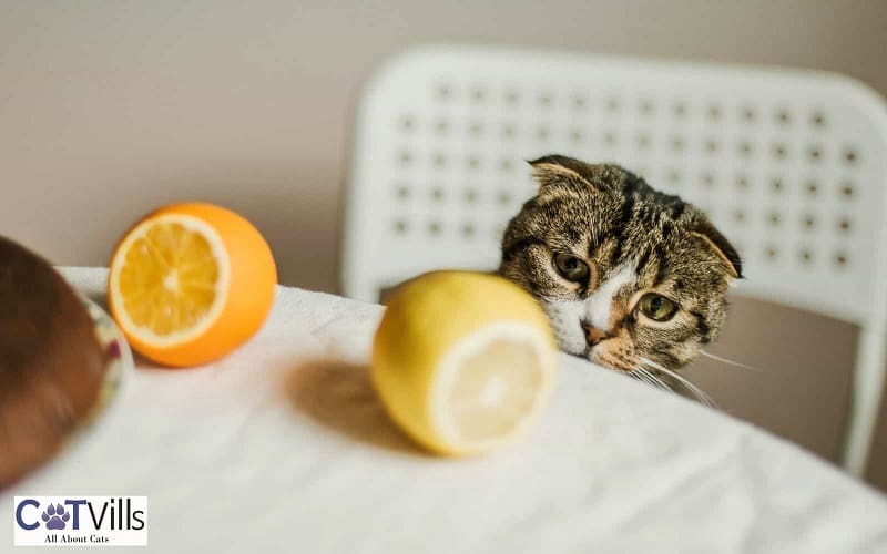 cat looking at lemon and orange