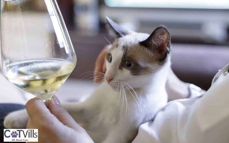 cat looking at wine glass