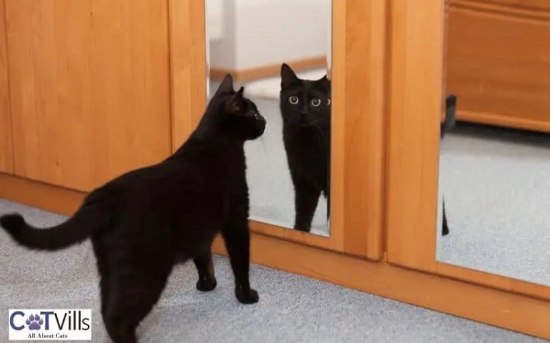 mirror cat