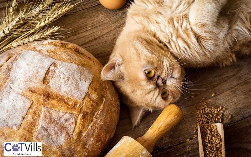 cat lying next to yeast bread