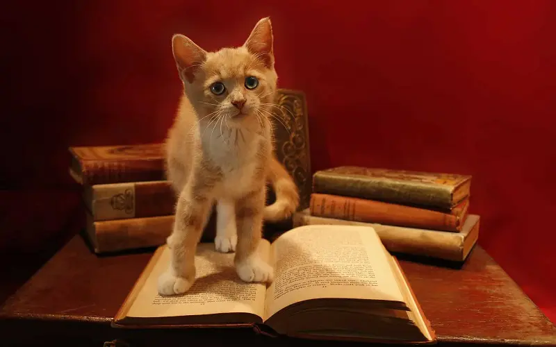 cat and opened book