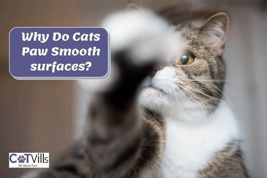 Why Does my Cat Paw at Smooth Surfaces? 5 Reasons