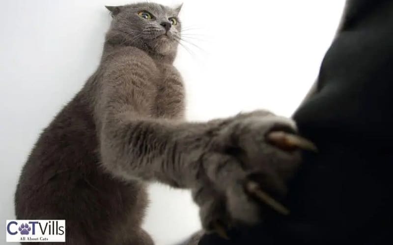 grey cat sharpening claws