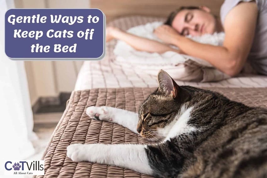 How to Keep Cat Off Bed: 4 Gentle Ways