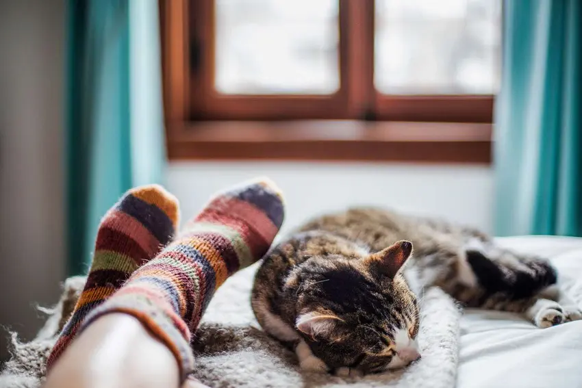 Why Does My Cat Sleep At My Feet? 7 Fascinating Reasons