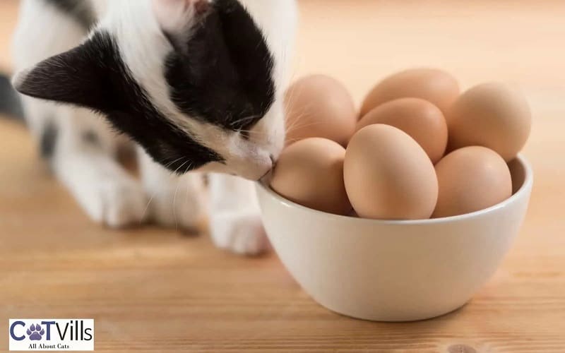 cat smelling eggs