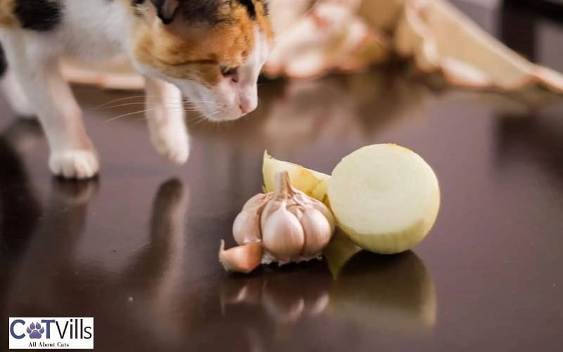 cat smelling onion and garlic