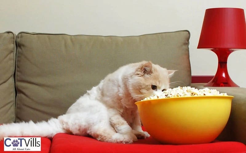 cat smelling popcorns on the couch
