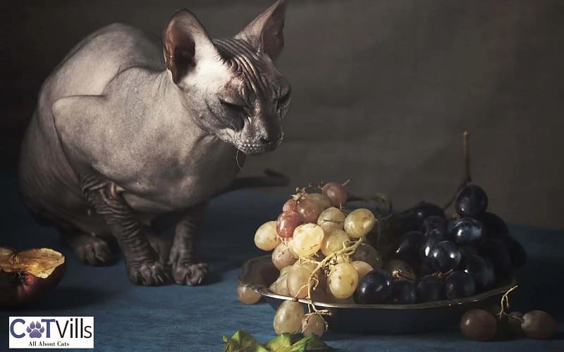 cat looking at grapes