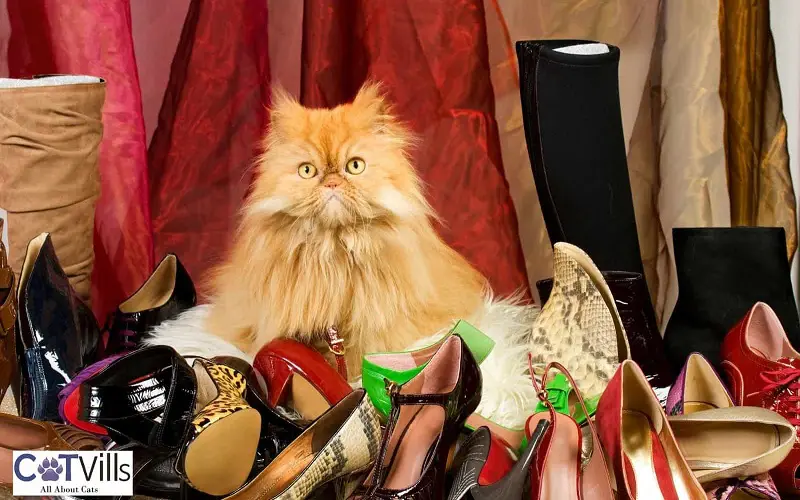 cat surrounded with shoes