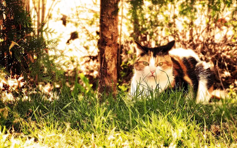 cat stalking prey in forest
