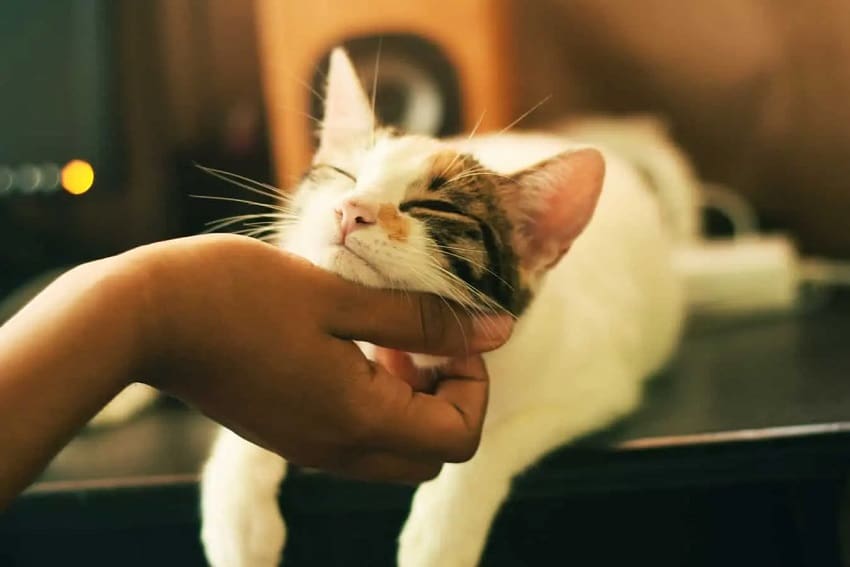 5 Powerful Signs Your Cat Wants Attention You Should Know