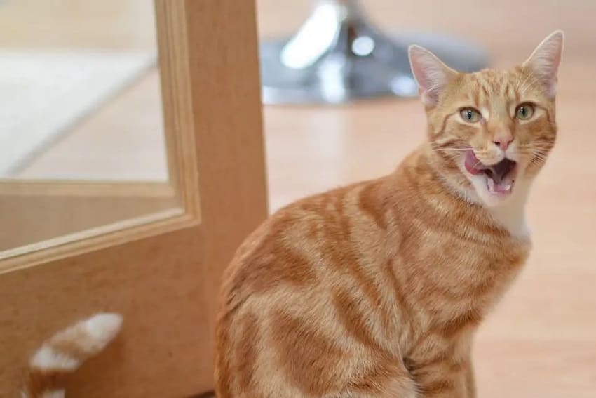 Understanding Food Allergies in Cats: Symptoms and Treatment