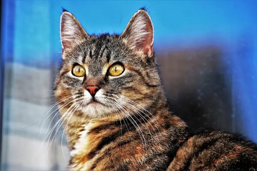 105 Unique & Adorable Unisex Cat Names For Your Kitten