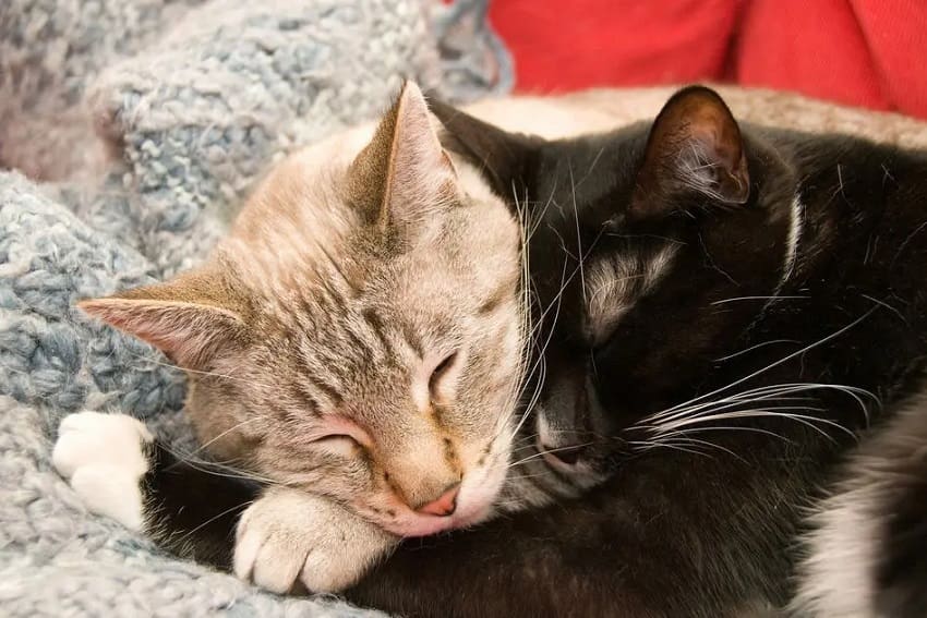Cats Hugging: The Ultimate Display of Feline Affection