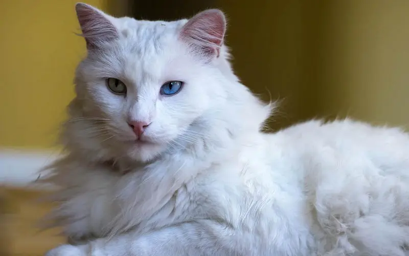 fluffy turkish angora cat
