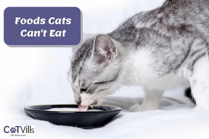 Foods Cats Can’t Eat: The Complete List of Dangerous Foods