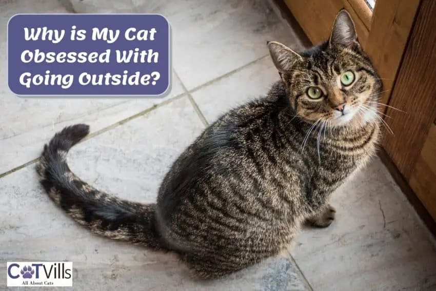 Why Does My Cat Want to Go Outside? 6 Most Common Reasons