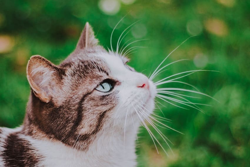 How Smart Are Cats? Discovering Feline Intelligence