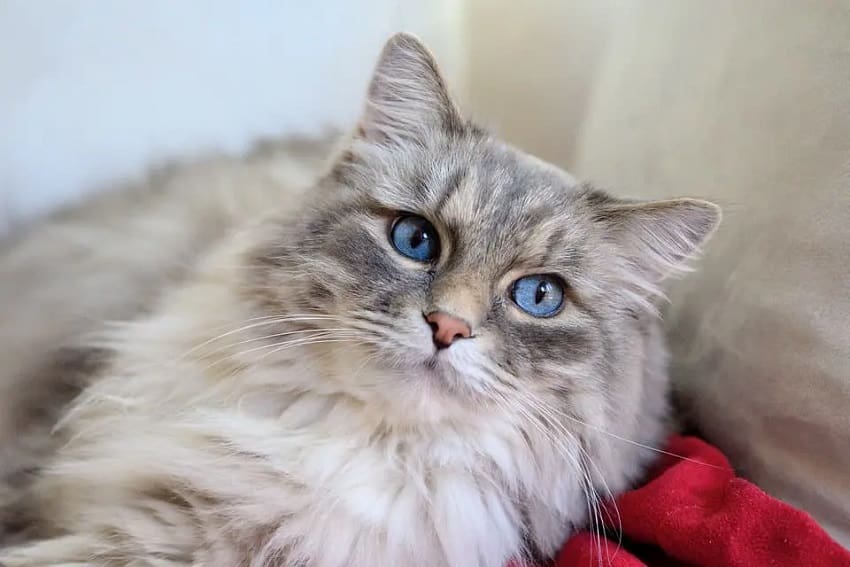 12 Long-Haired Cat Breeds: Beauty and Personality in One