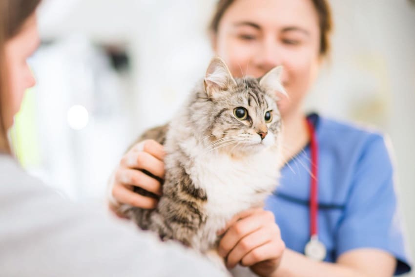 Spaying a Cat: Everything You Need To Know