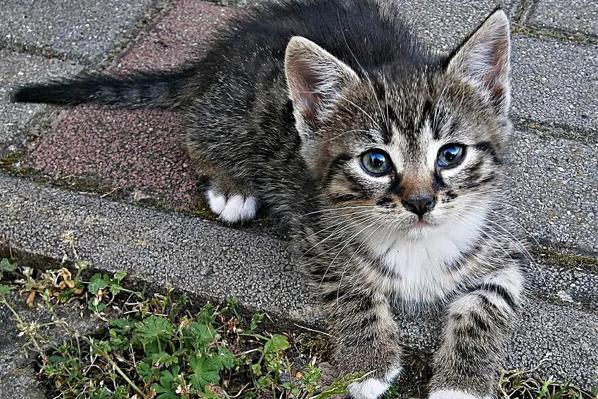 11 Common Mistakes First Time Cat Owners Make