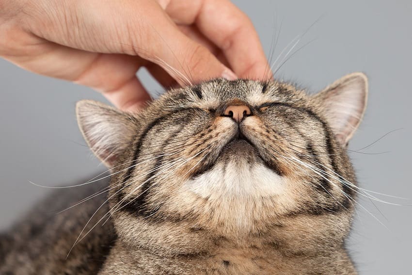 Where To Pet a Cat And How To Do It The Right Way