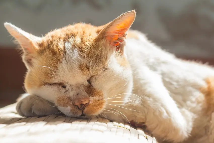 Cat Dementia: Everything You Need to Know