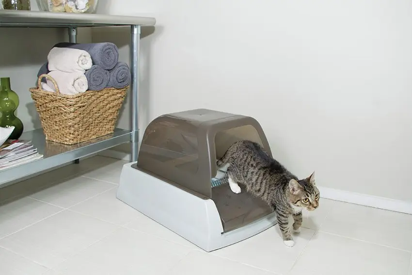 5 Small Litter Boxes Suited for Apartments and Small Spaces
