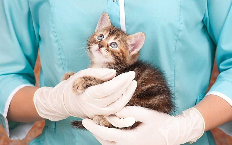 vet preparing kitten for spaying
