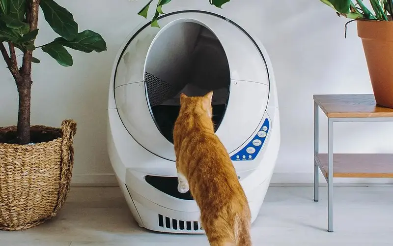 cat going inside litter robot 3