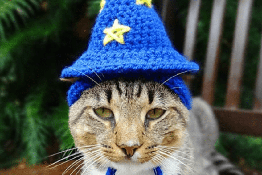 200 Wizard Cat Names That Are Just So Magical