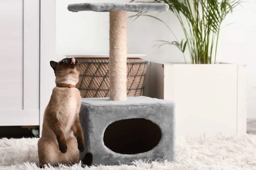 Why Cats Ignore Cat Trees and Proven Strategies to Change That