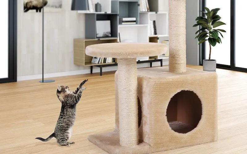cat playing next to cat tree