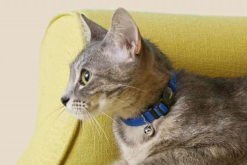 Why Do Cat Collars Have Bells? 4 Reasons Explained