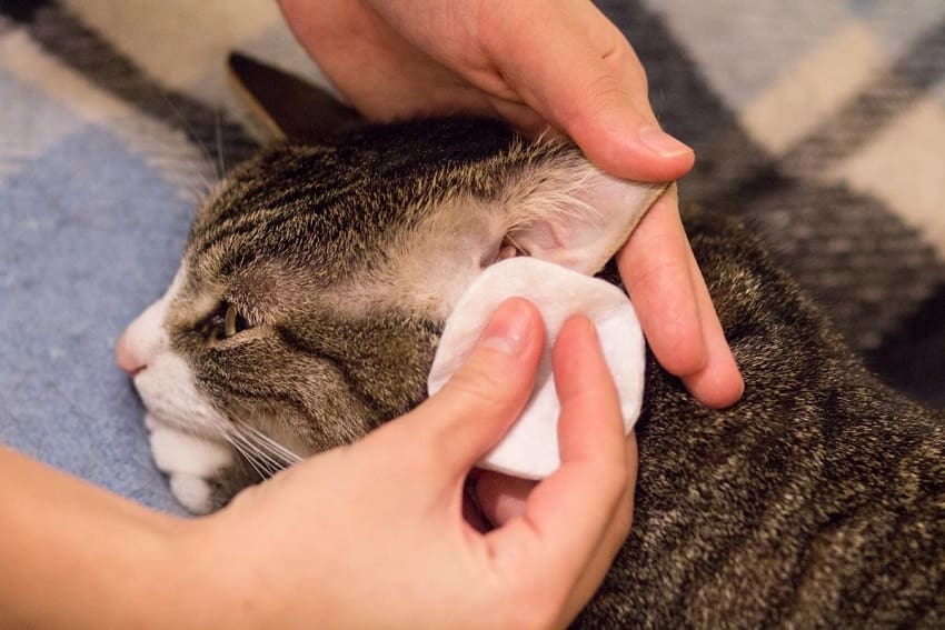 How to Clean a Wound on a Cat: A Basic Guide