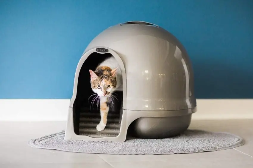 16 Best Extra Large Litter Box for Cats Reviewed