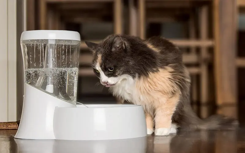 petmate battery-operated cat water fountain